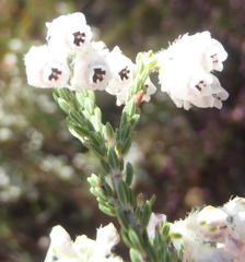 Erica fimbriata