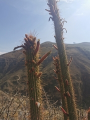 Cleistocactus buchtienii