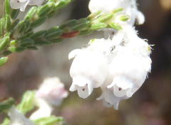 Erica fimbriata