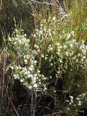 Erica fimbriata