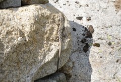 Archaeolacerta bedriagae