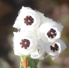 Erica fimbriata