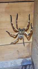 Barylestis