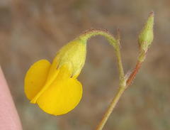 Hermannia althaeoides