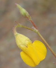 Hermannia althaeoides