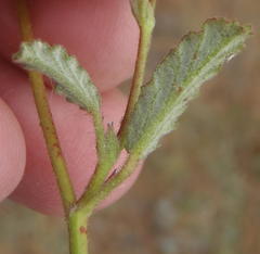 Hermannia althaeoides