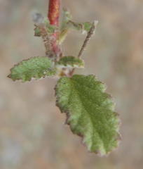 Hermannia althaeoides