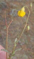 Hermannia althaeoides