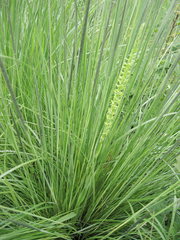 Platanthera volcanica