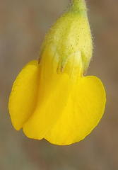 Hermannia althaeoides