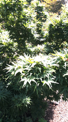 Acer palmatum