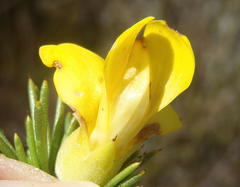 Aspalathus sceptrum-aureum