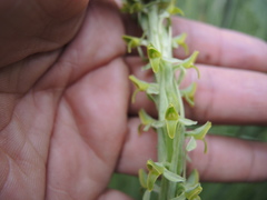 Platanthera volcanica