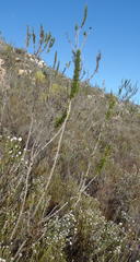 Aspalathus sceptrum-aureum