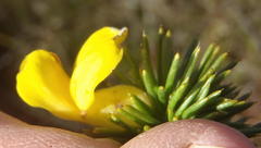 Aspalathus sceptrum-aureum