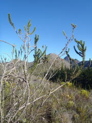 Aspalathus sceptrum-aureum