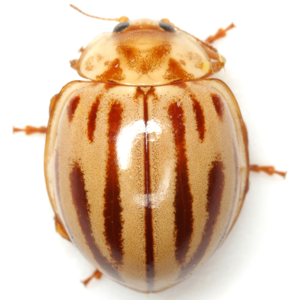 Broken-dashed Lady Beetle
