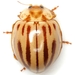 Broken-dashed Lady Beetle - Photo (c) Mike Quinn, Austin, TX, some rights reserved (CC BY-NC), uploaded by Mike Quinn, Austin, TX