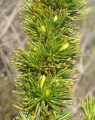 Aspalathus sceptrum-aureum