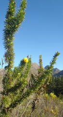 Aspalathus sceptrum-aureum