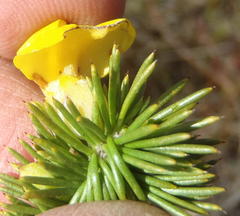 Aspalathus sceptrum-aureum