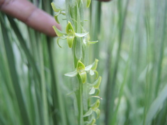 Platanthera volcanica