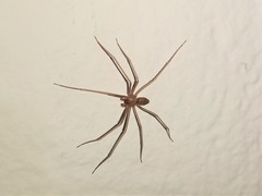 Loxosceles rufescens
