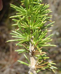 Aspalathus sceptrum-aureum