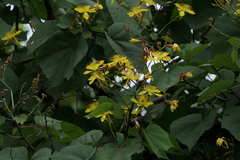 Erinocarpus nimmonii