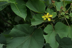 Erinocarpus nimmonii