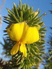 Aspalathus sceptrum-aureum