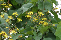 Erinocarpus nimmonii
