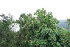 Erinocarpus nimmonii