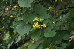 Erinocarpus nimmonii