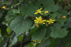 Erinocarpus nimmonii