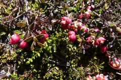 Gaultheria macrostigma