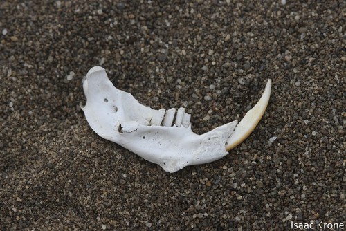 Northern California Pocket Gopher