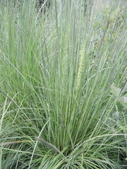 Platanthera volcanica