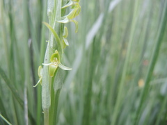 Platanthera volcanica