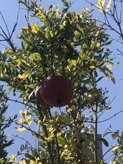 Punica granatum