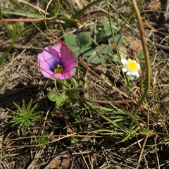 Moraea versicolor