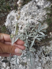 Sideritis taurica