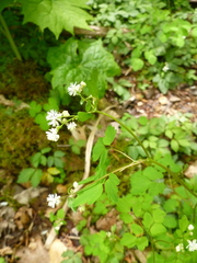 Thalictrum clavatum