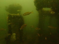 Pterogymnus laniarius