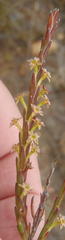 Struthiola parviflora