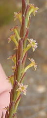 Struthiola parviflora