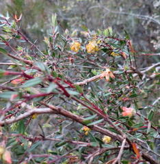 Penaea acutifolia