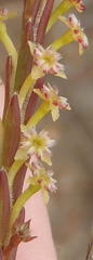 Struthiola parviflora