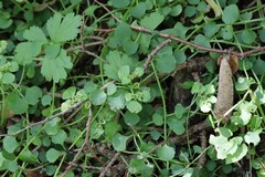 Chrysosplenium ramosum