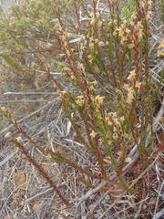 Struthiola parviflora